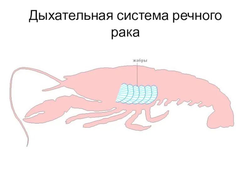 Рак какое дыхание. Дыхательная система система ракообразных. Дыхательная система жабры у членистоногих. Дыхательная система членистоногих ракообразных. Дыхательная система ракообразных рисунок.