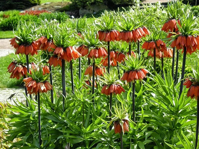 Рябчик Императорский Рубра. Рябчик Императорский - Fritillaria Imperialis. Рябчик Императорский (Королевская корона). Царская корона рябчик цветок. Королевский рябчик цветок фото