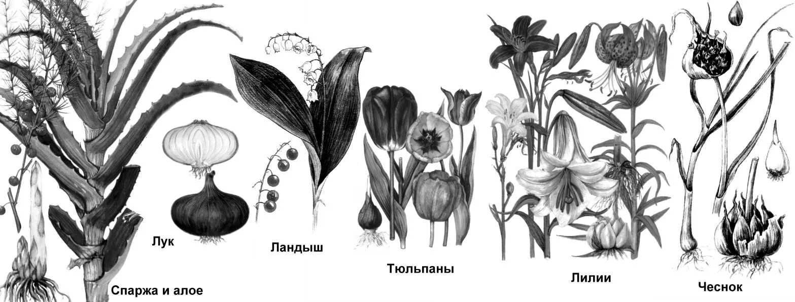 Лук покрытосеменное растение