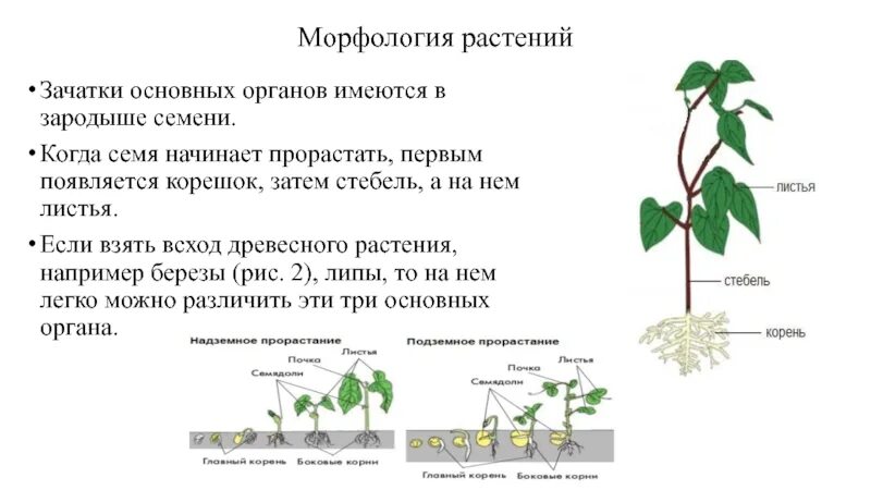 Строение растения в связи с условиями. Морфология растений. Морфологические показатели растений. Морфология листа растений. Морфология древесных растений.