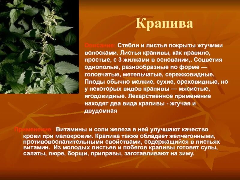 Крапива сгущает кровь. Форма листа крапивы двудомной. Стебель крапивы. Характеристика листа крапивы. Тип листьев у крапивы.