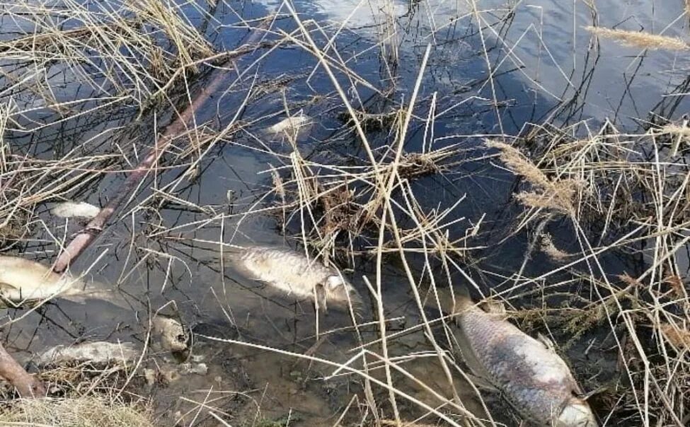 Гибнет рыба. Дохлая рыба на Орловском пруду. Массовая гибель малых рек.