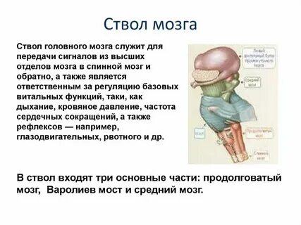 Срединно стволовые структуры