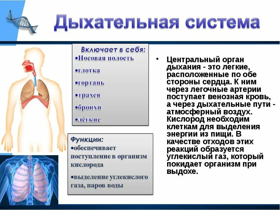 Органы дыхания. Дыхательная система организма. Дыхательная система органов дыхания. Строение дыхательной системы человека. Роль дыхательной системы 3 класс