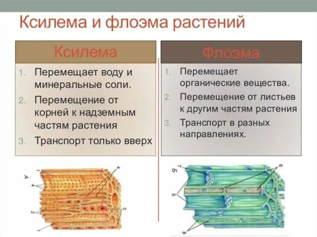 Транспорт органических веществ какая ткань. Ксилема и флоэма функции. Ксилема и флоэма это ткани. Строение ткани растения флоэма Ксилема. Строение ксилемы и флоэмы.