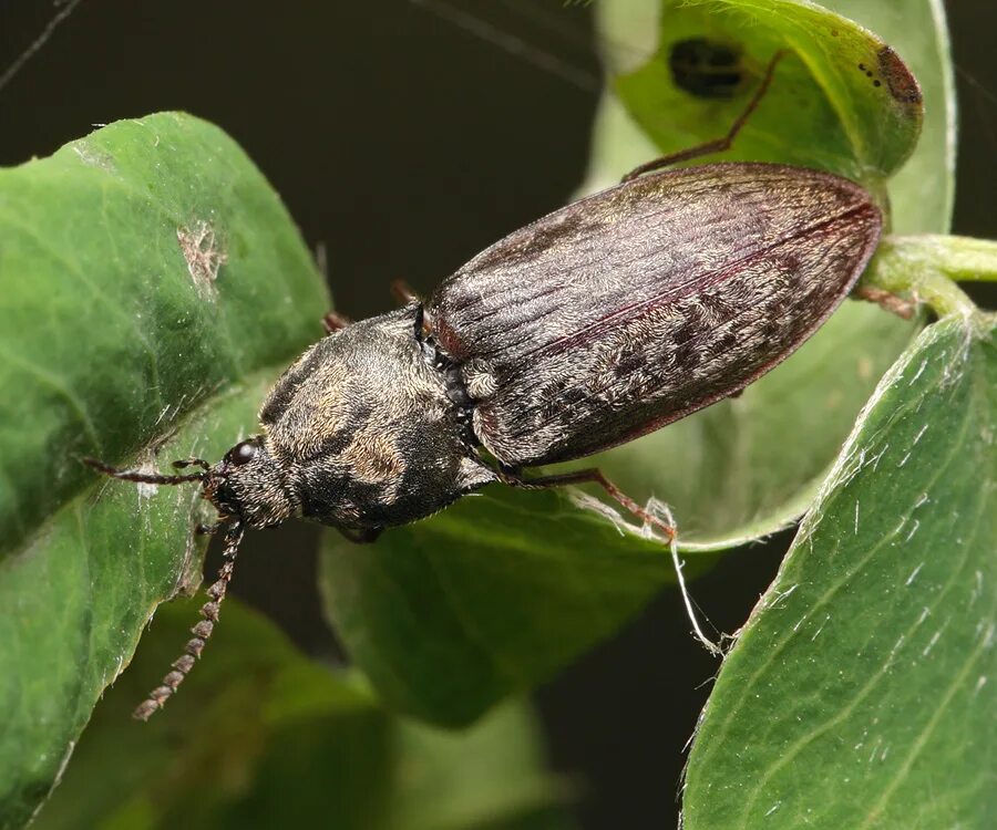 File:Click Beetle (14295130819).jpg - Wikimedia Commons