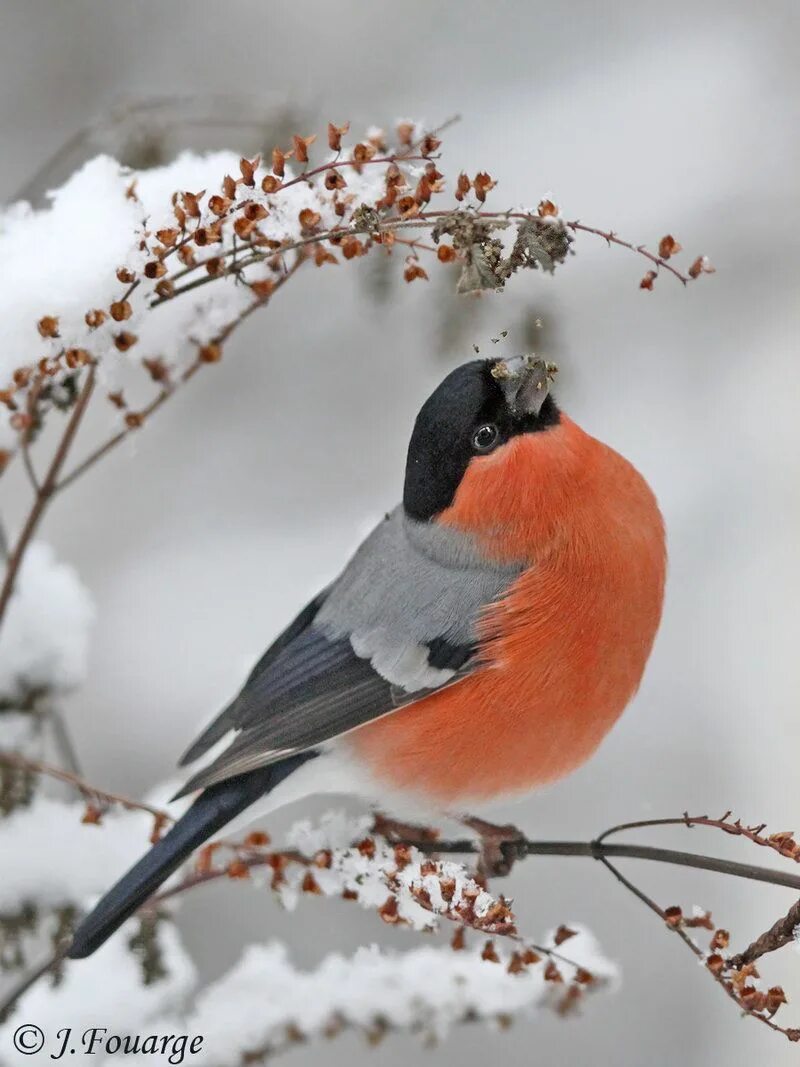 Сибирский снегирь. Птица снегирь зимой. Птица снегирь зимой. Зимние птицы снегирь. Снегирь свиристель щур.