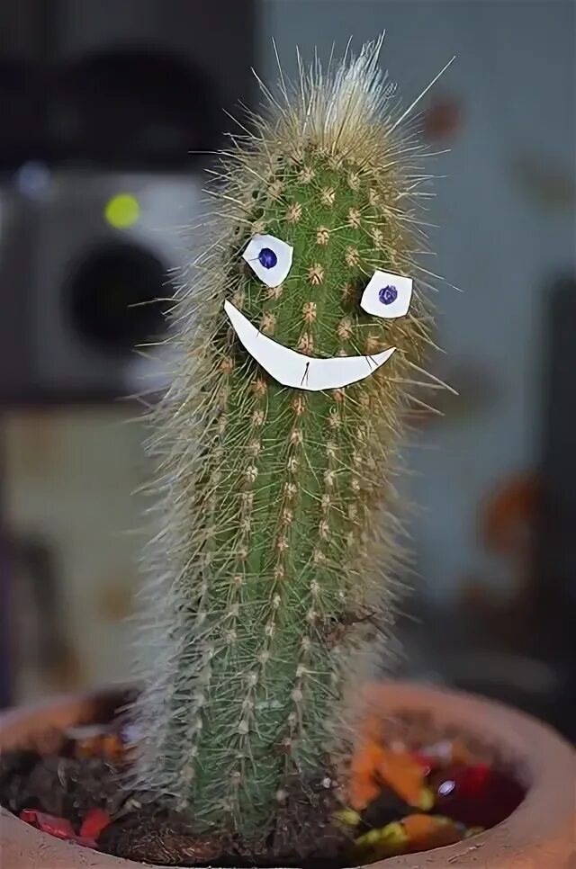 Цветущий кактус в горшке. Кактус на аву. Забавный кактус. Кактус с глазами. Радужный эхинокактус цветет.