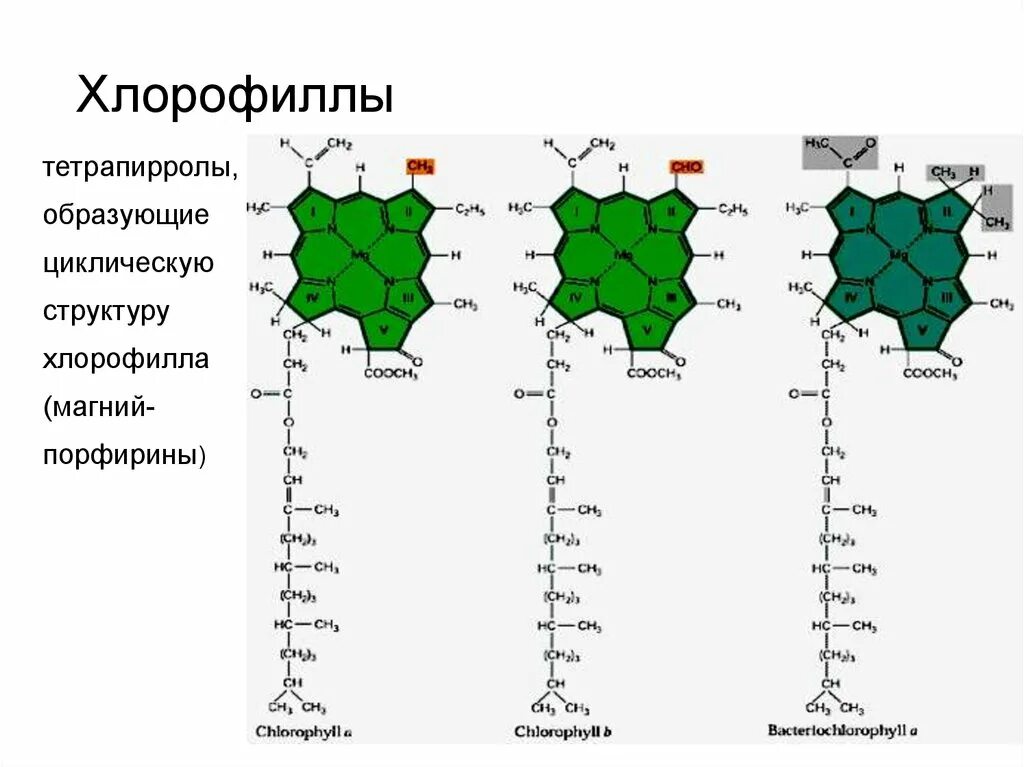 Особенности хлорофилла