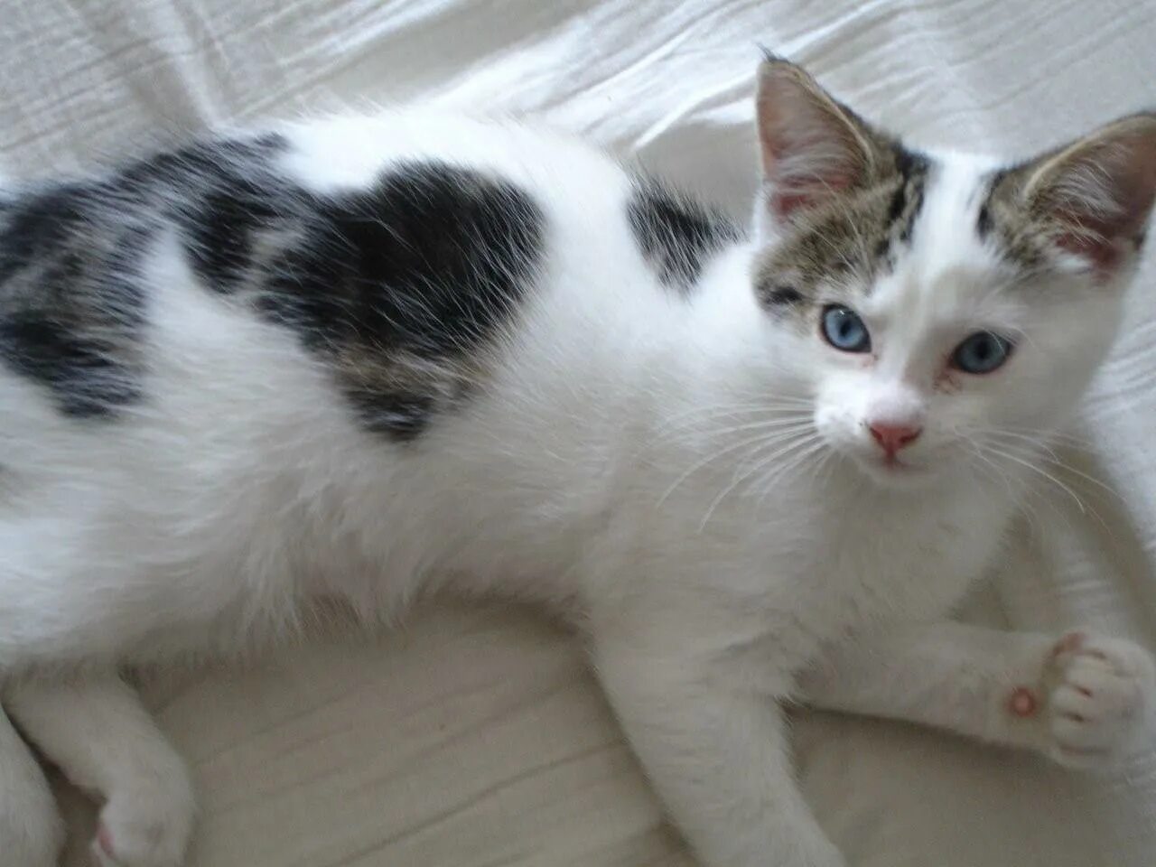 Серые коты с пятнами. Европейская короткошерстная кошка белая. Кот с пятнами. Белый кот в пятнышко. Белая кошка с пятнами.