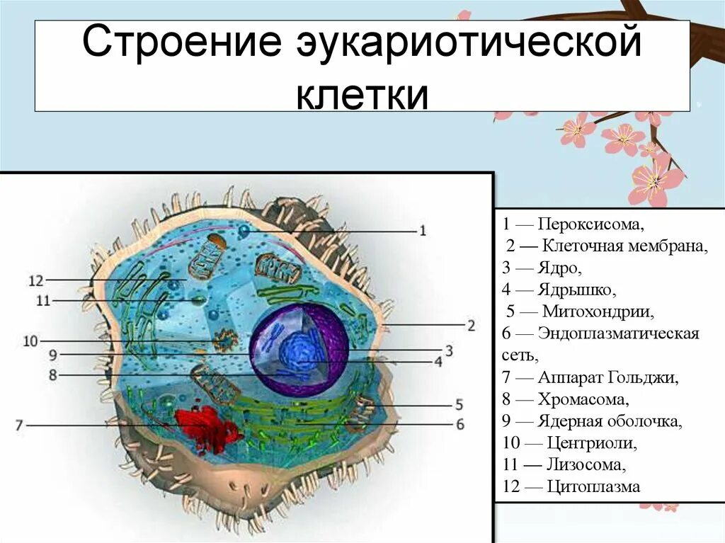 В состав эукариотической клетки входят. Строение эукариотических клеток схема. Строение ядра клетки эукариот. Цитоплазма эукариотической клетки строение органоиды. Строение эукариотической клетки строение.