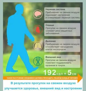 Нужно ли гулять каждый день и что это дает нашему организму? Calorizator.ru Дзен