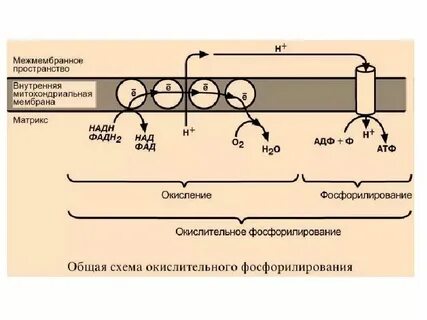 Окисление водорода воздухом