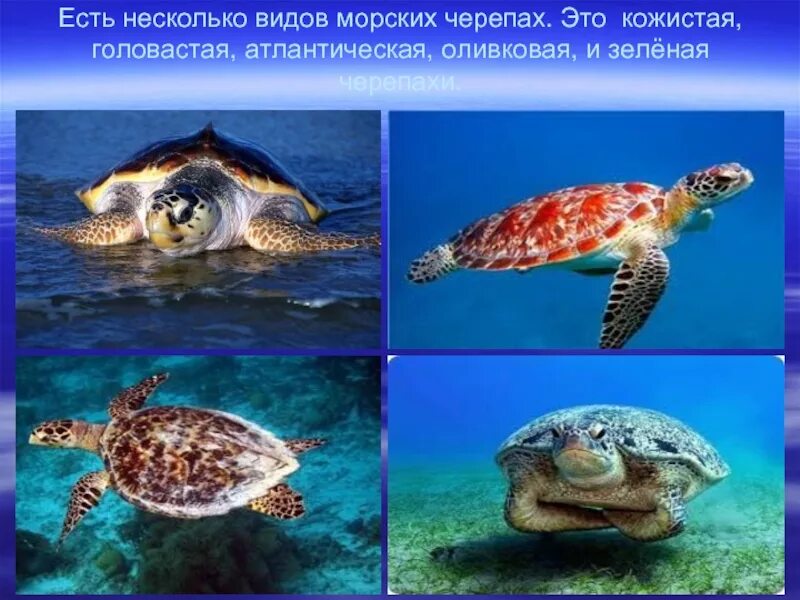 Рассказ про зеленую морскую черепаху. Морская черепаха. рассказ о морской черепахе. всемирный день морских черепах. морская черепаха описание.
