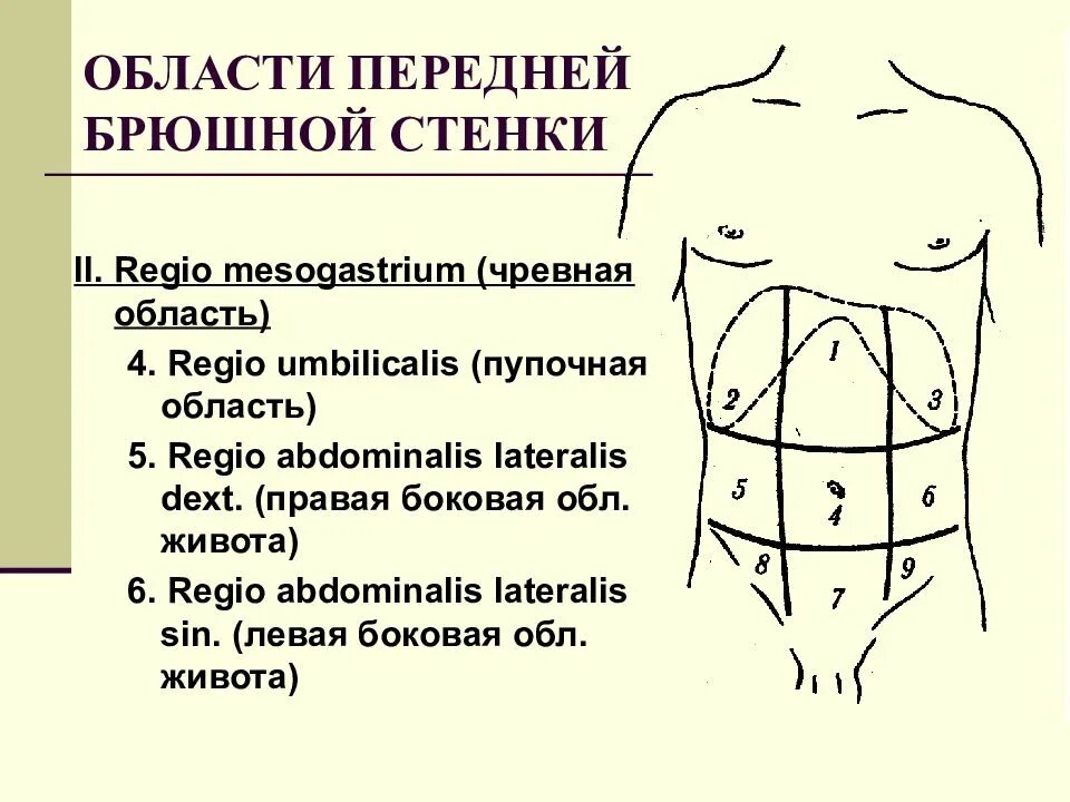 Заболевания брюшной стенки. Эпигастрий мезогастрий. Топографические линии передней брюшной стенки. Области живота схема. Области стенки живота.