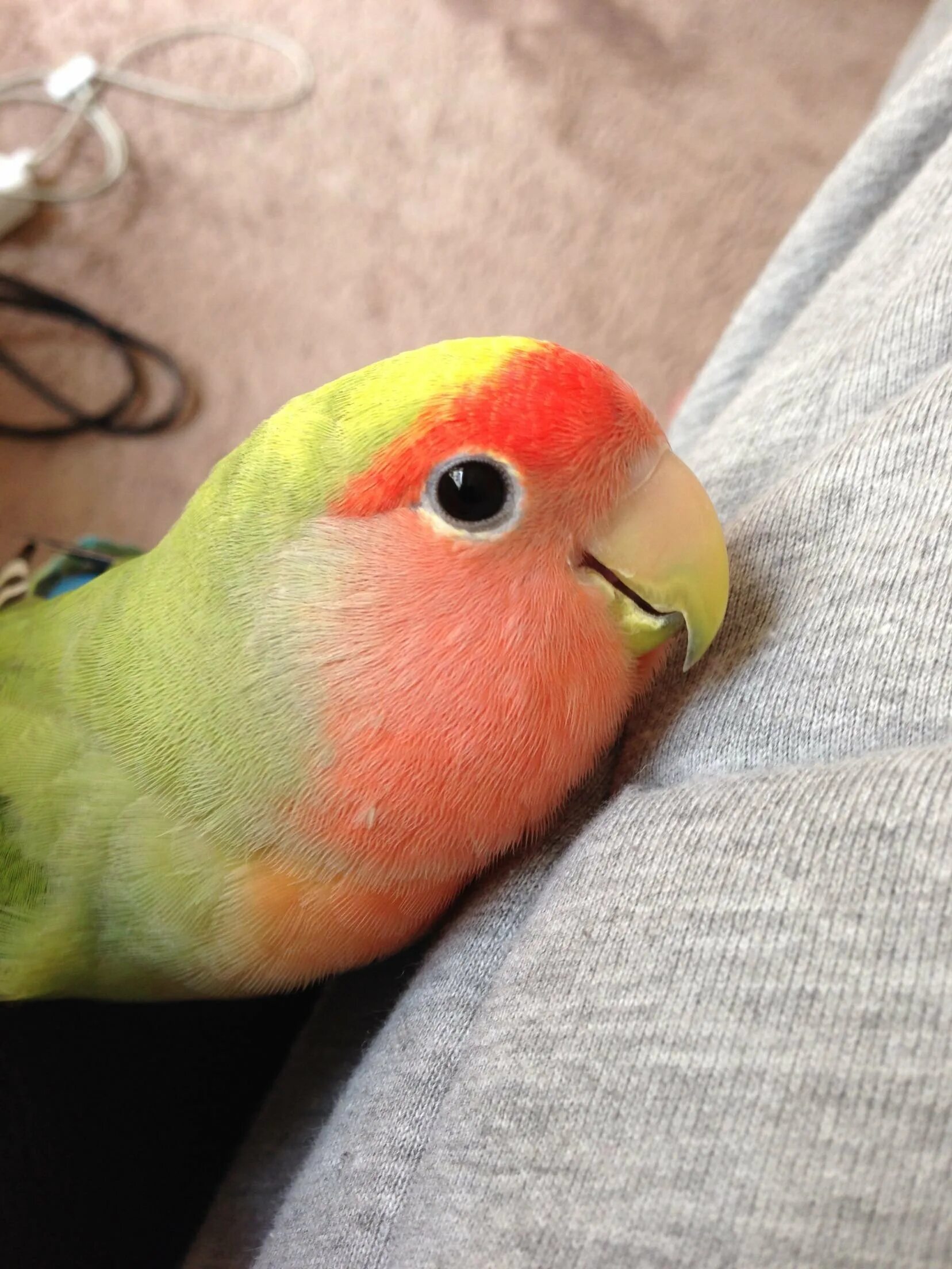 Милый попугай. Попугаев корелла неразлучников. Милые попугаи. Волнистые попугайчики неразлучники. Попугай корелла эстетика.