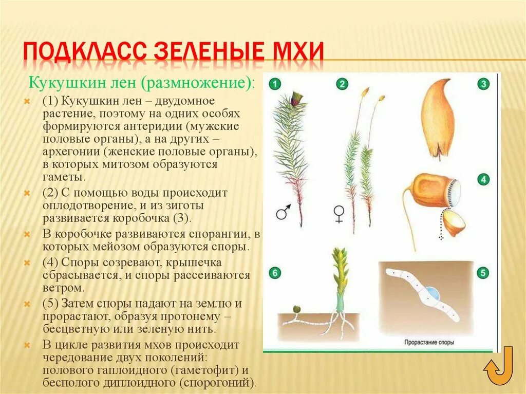 Половое поколение представлено. Кукушкин лён органы растения мужские и женские. Коробочка и споры Кукушкина льна. Кукушкин лен двудомное или однодомное. Кукушкин лен мужское растение.