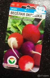 Редис сибири