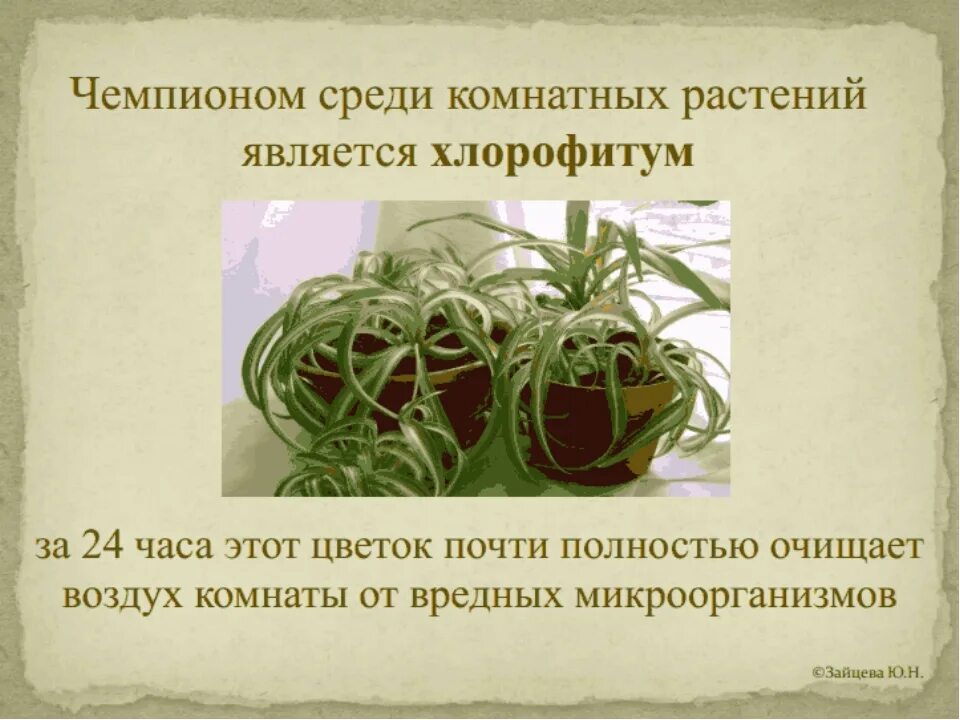 Растения которые выделяют фитонциды. Фитонциды растений. Овощи содержащие фитонциды. Фитонциды растений. Фитонцидные свойства растений.