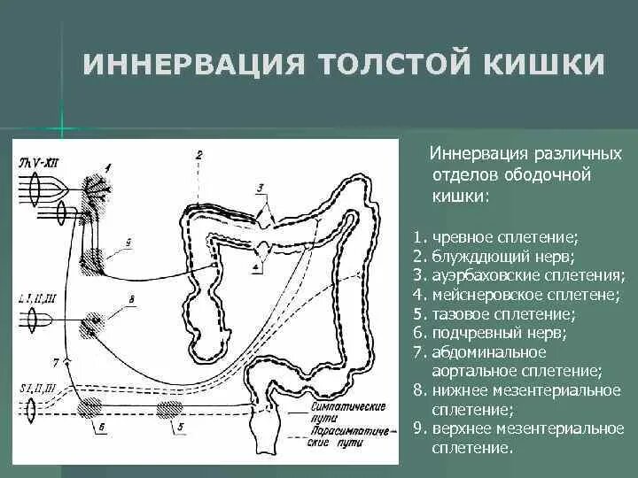 Симпатическая иннервация желудка схема. Иннервация тонкого кишечника схема. Иннервация ободочной кишки. Вегетативная иннервация прямой кишки неврология. Иннервация прямой кишки анатомия.