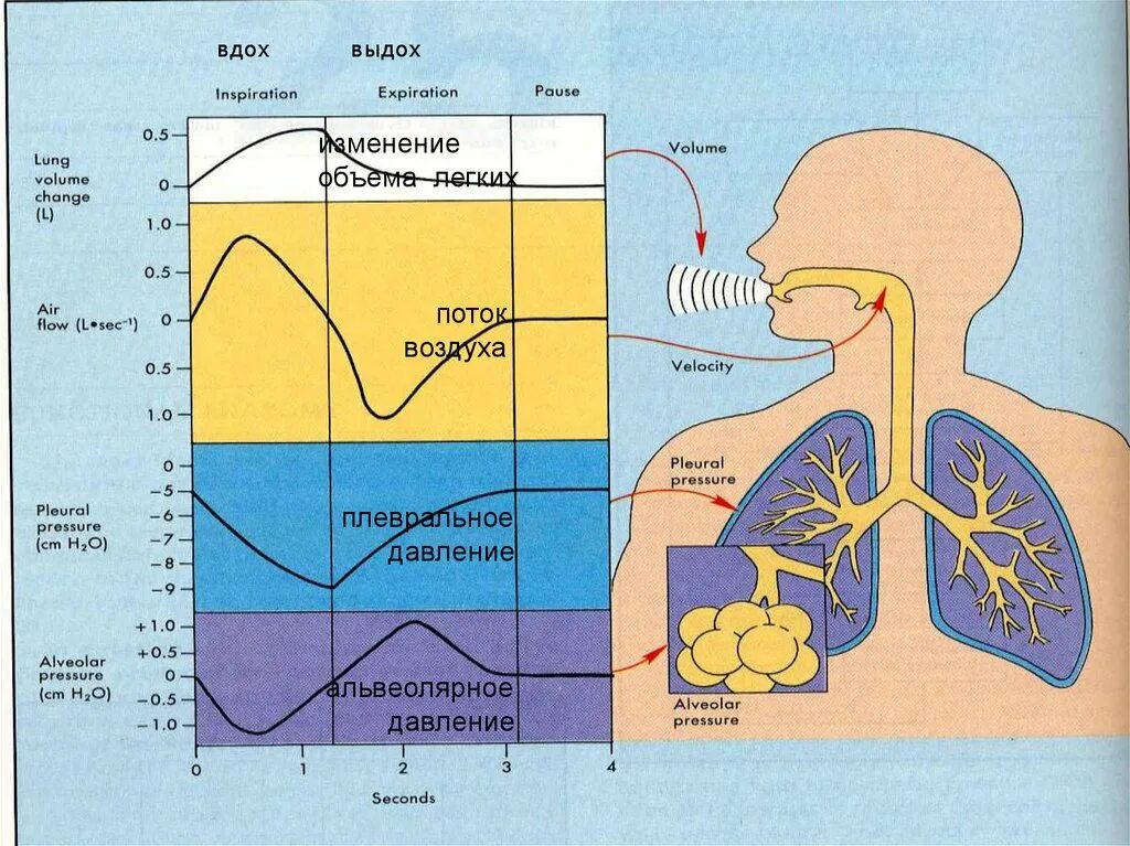 Изменения объема легких. Физиология дыхания. Физиология дыхательной системы человека. Система дыхания физиология. Легочное дыхание физиология.