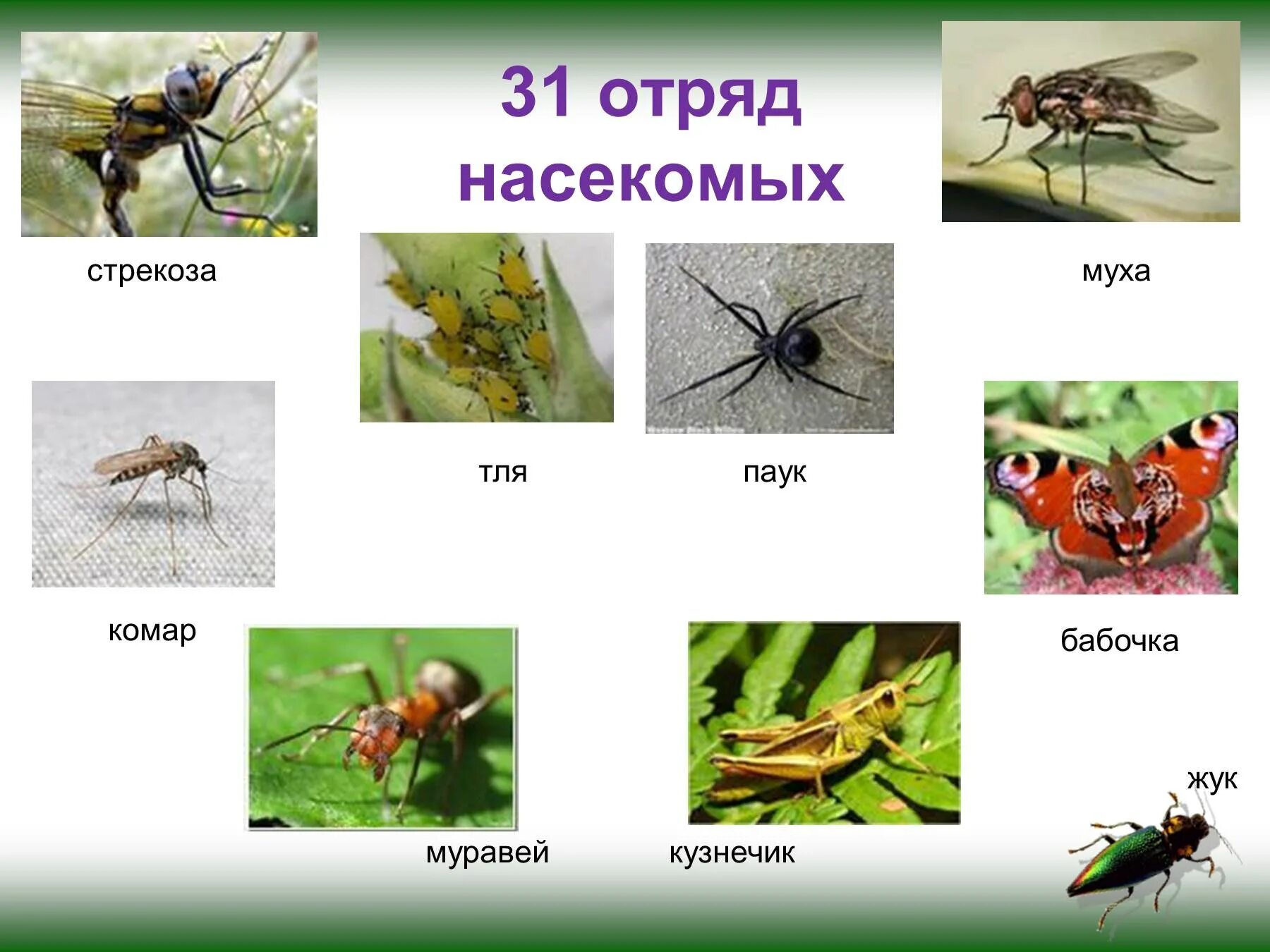 Какой группе относятся жуки. Насекомые Смоленской области. Разнообразие насекомых. Насекомые с названиями для детей. Насекомые название насекомых.