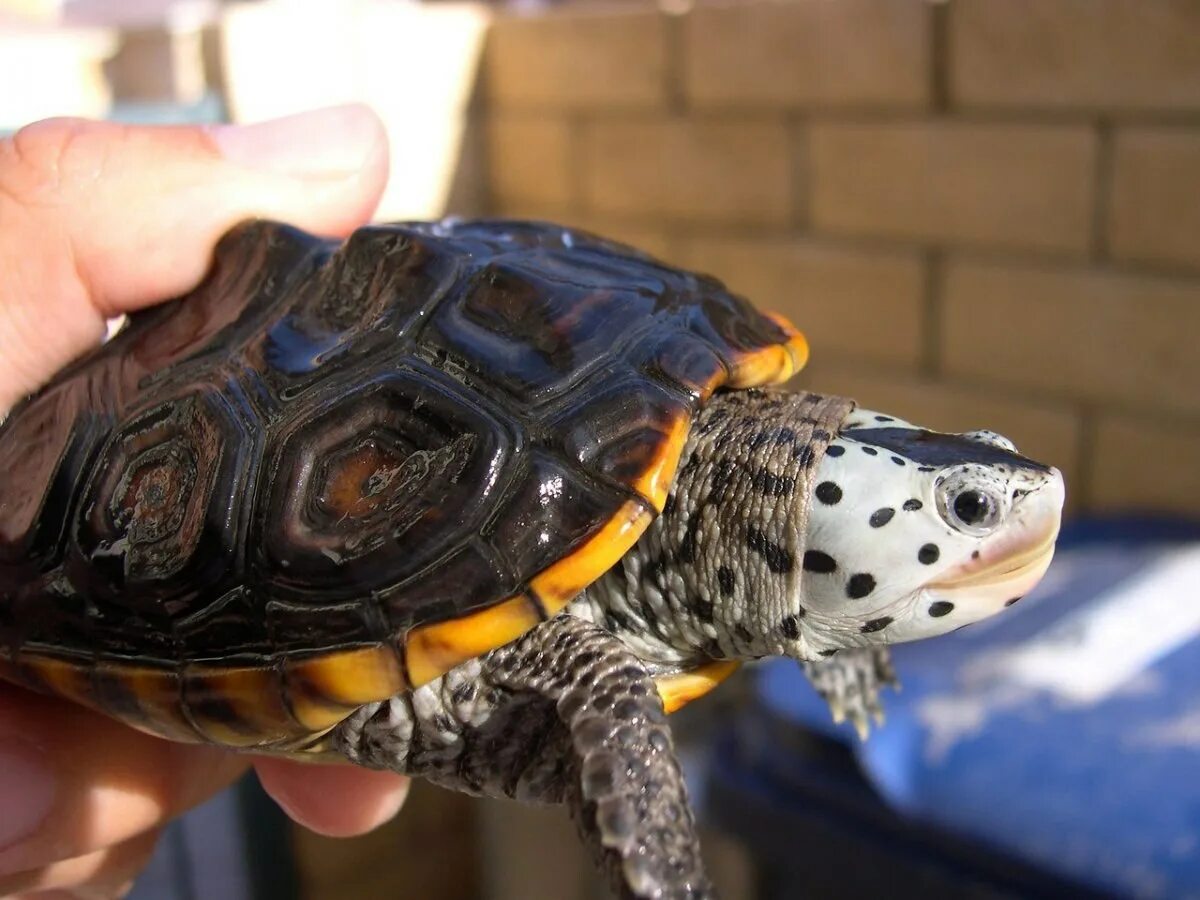 Черепаха редкие виды. Техасская Бриллиантовая черепаха. Черепаха бугорчатая черепаха. Техасская бриллиантов черепаха. Глазчатая черепаха.