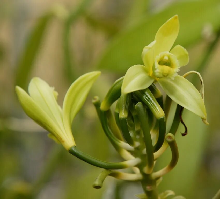 Vanilla plants. Орхидея ваниль вариегатная. Ваниль (v. planifolia. Ваниль душистая. Ваниль бутон орхидеи.