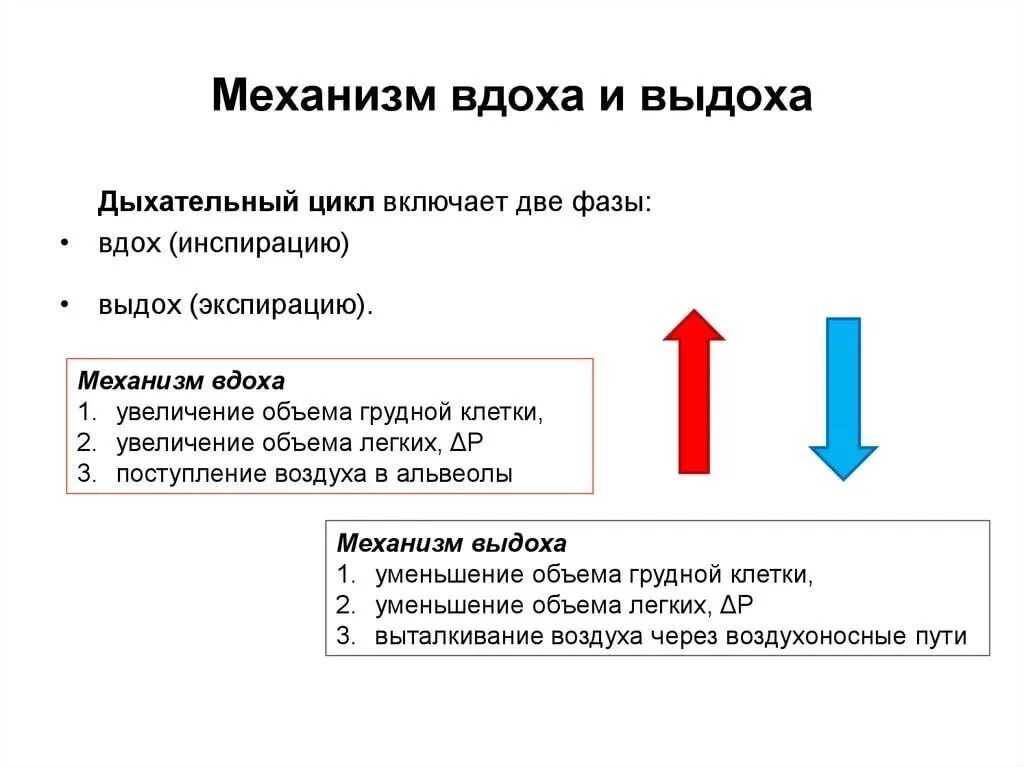 Правильную последовательность этапов дыхания. Механизм дыхания схема. Дыхательный цикл механизм вдоха и выдоха. Фазы дыхательного цикла и механизмы. Механизм процесса вдоха и выдоха.