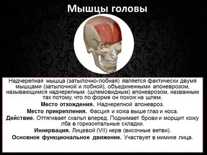 Лобная мышца