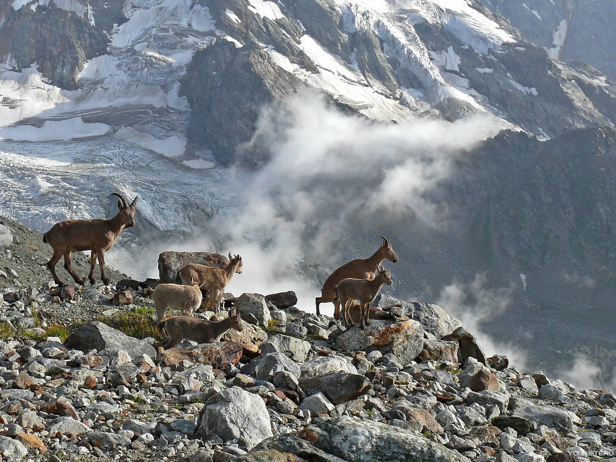 Кавказский национальный парк приэльбрусье животные. Горный баран эльбрус. Национальный парк приэльбрусье животные. Национальный парк приэльбрусье. Животные эльбруса.