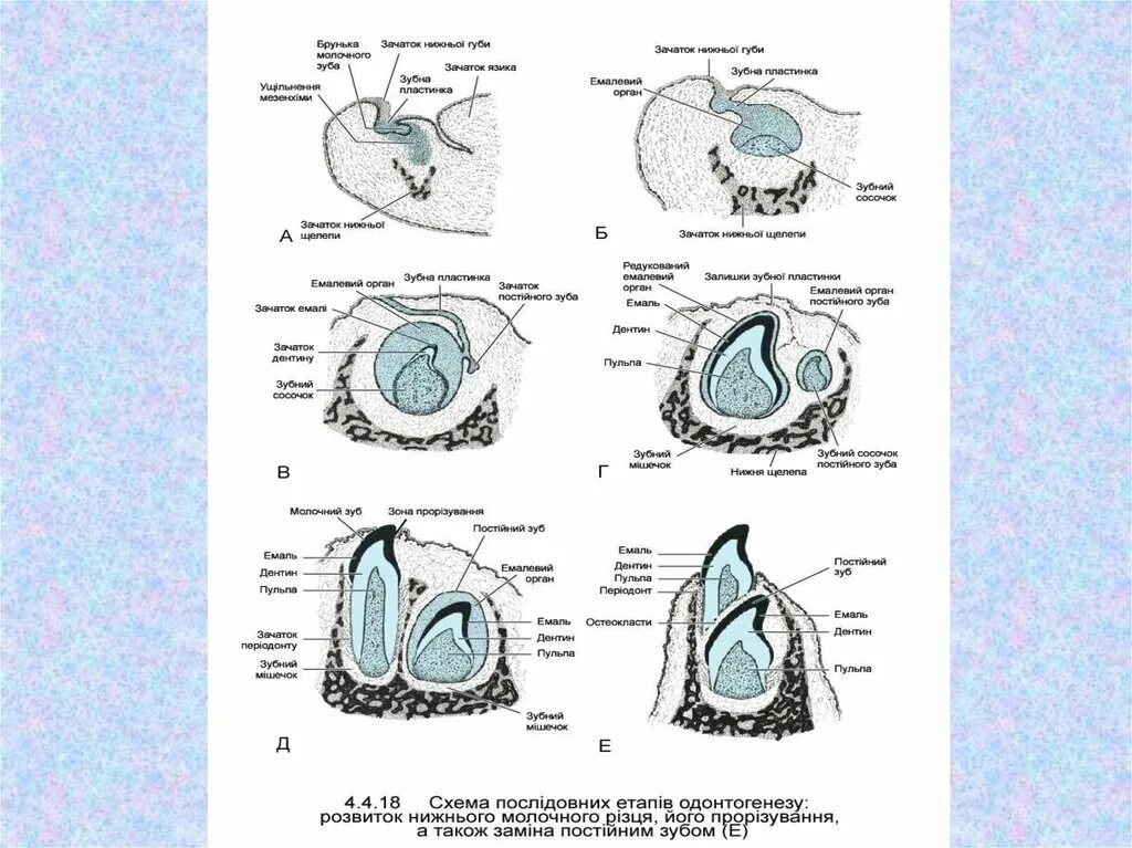 Стадии развития зуба гистология. Развитие зуба гистология схема. Схема развития тканей зуба. Развитие зубов у человека