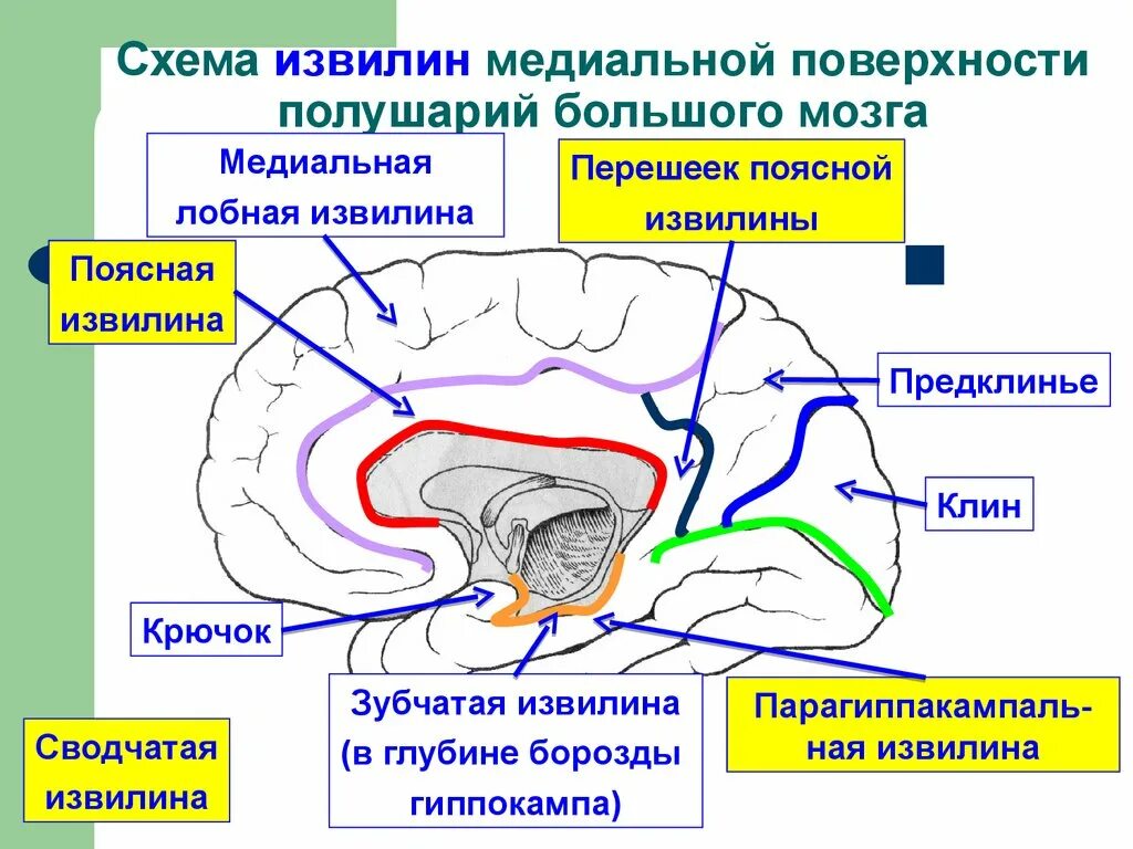 2 поверхности головного мозга