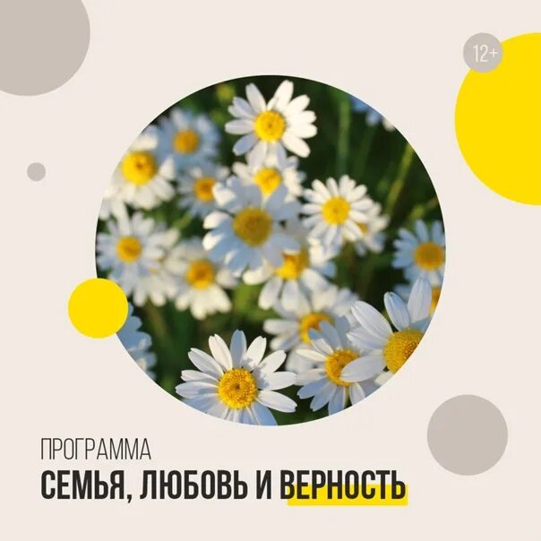 С днём семьи любви и верности. Ромашка символ праздника 8 июля. Символ 8 июля день семьи любви и верности. Ромашка символ праздника семьи любви и верности.