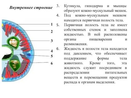 Кожно мускульный мешок это совокупность