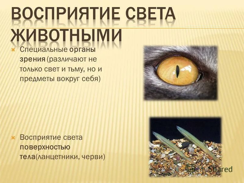 Механизм восприятия света глаза. Световая и темновая адаптация восприятие пространства. Восприятие света. Восприятие света. Восприятие света.