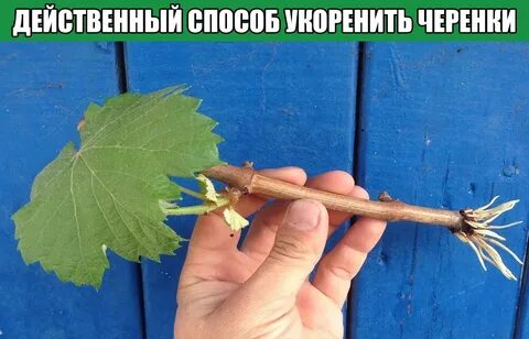 Как размножить виноград черенками