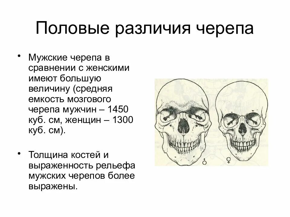 Половые различия черепа. Возрастные и половые отличия черепа. Строение мужского черепа. Возрастные отличия черепа.