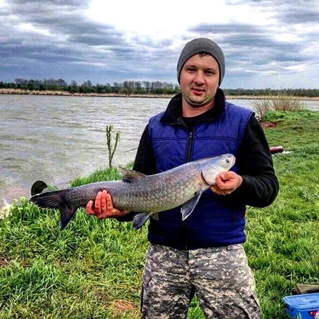 Рыбалка в ивановской краснодарский край. Шаповаловские пруды краснодарский край. Рыбалка ивановская краснодарский. Рыбалка в ивановской краснодарский край. Рыбы краснодарского края.
