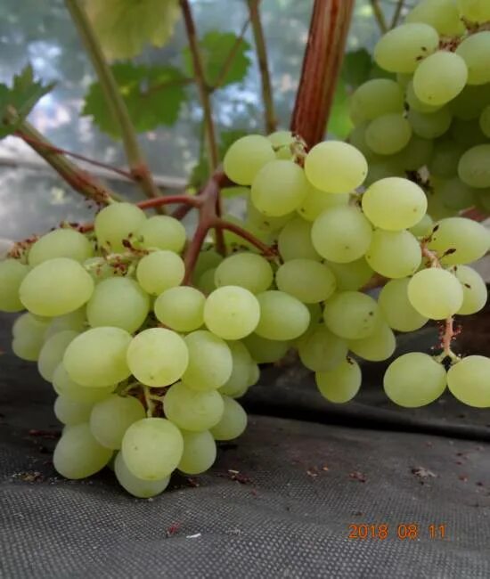 Цимус описание сорта. Виноград княжна калугина. Аттика кишмиш. Цимус описание сорта. Виноград киш-миш цимус.