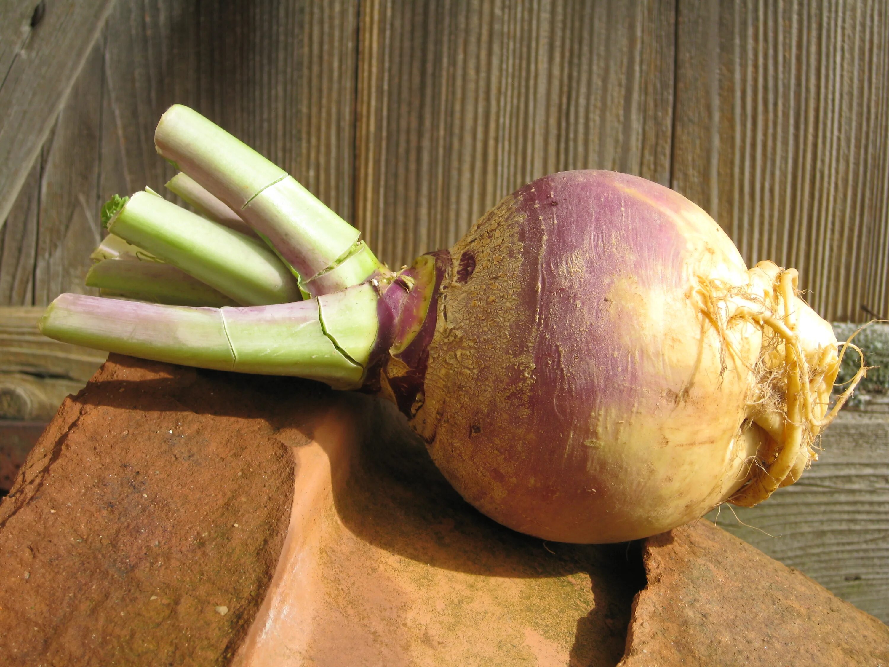 Брюква (Brassica napus). Брюква кольраби. Брюква Верейская. Турнепс брюква. Какая брюква