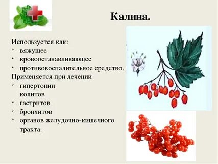 Противопоказания сока калины