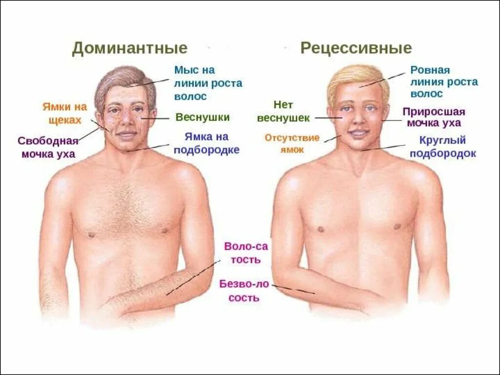 Примеры слабых людей. Доминантные гены. Доминантные и рецессивные признаки человека. Доминантный ген признак. Рецессивный ген и доминантный ген.