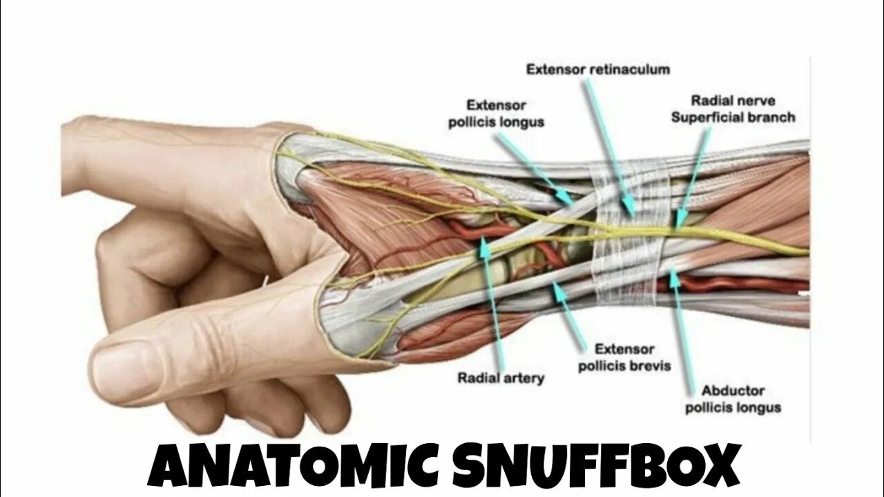 Сухожилия 1 пальца кисти анатомия. Сухожилия разгибателей пальцев кисти. Сухожилие разгибателя 1 пальца. Сухожилия разгибателей кисти анатомия.