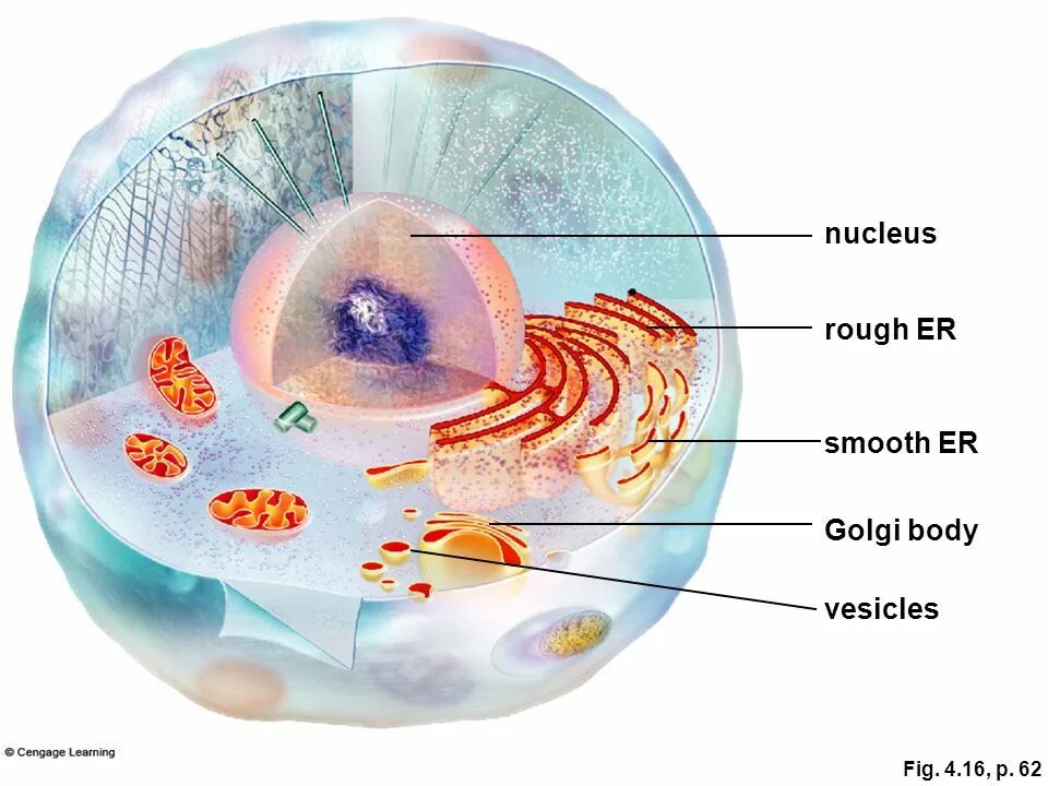 Cell cytoplasm. Nucleus membrane. Eukaryotic Cell Nucleus. Cell Nucleus DNA. Each cell