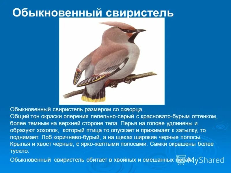 свиристель склонение. род слова свиристель. свиристели какой род. свиристель по типу питания. свиристель род существительного.