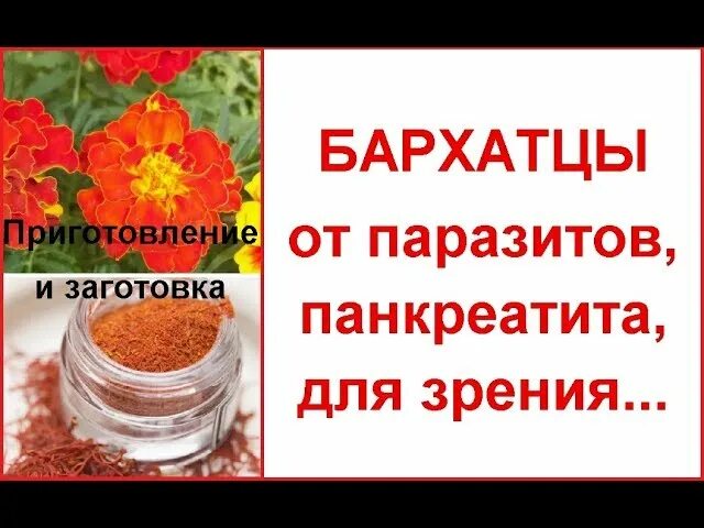 Чем полезны цветы бархатцы для здоровья человека. Бархатцы полезные свойства и применение. Бархатцы описание растения. Чернобривцы бархатцы лекарство. Бархатцы описание.