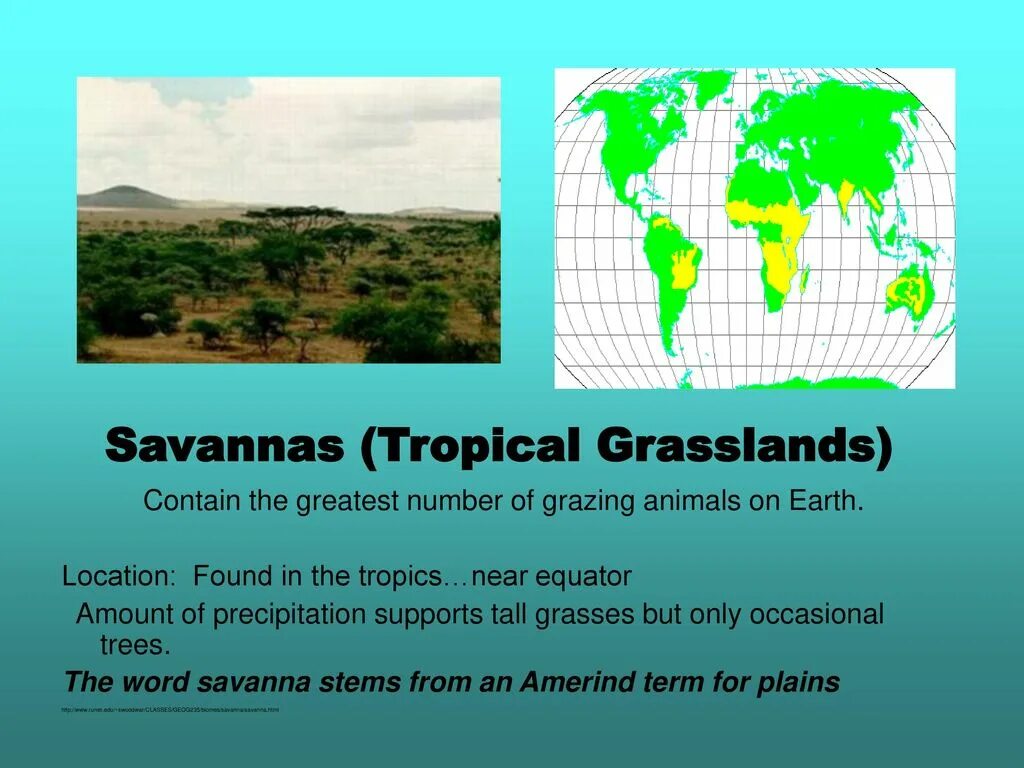 Тропический Грасленд. Тропические Грасленд и Саванна.. Grassland перевод. Грасленд и Саванна на карте.