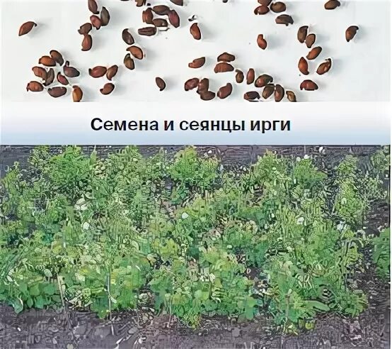 Как размножить иргу