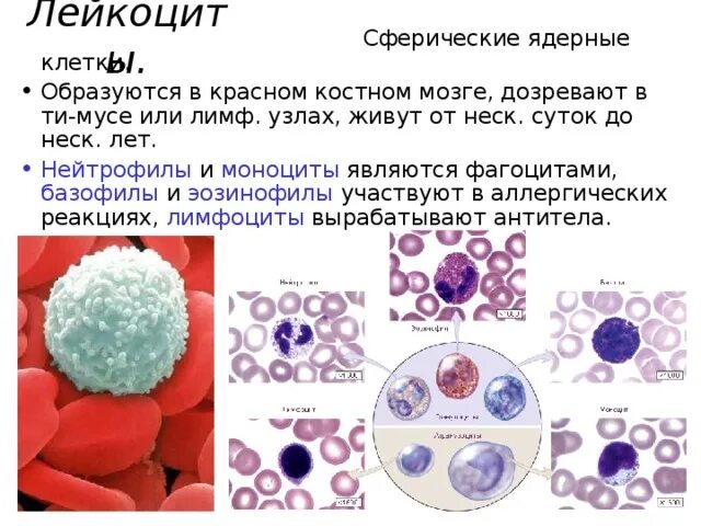 Лейкоциты в костном мозге. Лейкоциты образуются в Красном костном мозге. Лимфоциты образуются в Красном костном мозге. Лейкоциты образуются в Красном костном.